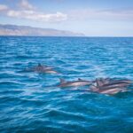 Private Boat Charter North Shore Oahu - Exploring Remote Snorkeling Spots with Speed and Agility