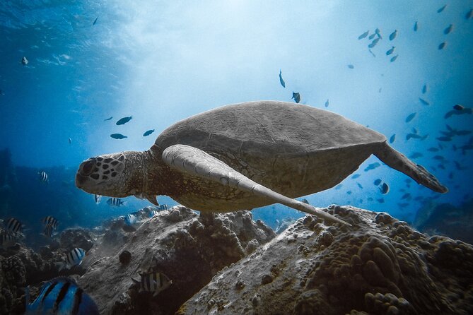 Private Boat Cruise of Waikiki! Snorkel, Sightseeing, Sea Life! - Snorkeling and Marine Life Encounters in Waikiki
