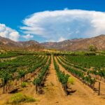 Private Boutique Wine Tour in Valle de Guadalupe - Inside the Valle de Guadalupe Wine Region