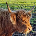 Private Central Highlands Driving Tour - Callander: The Gateway to the Highlands