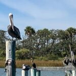 Private Charleston Dolphin and Eco Boat Tour - Encountering Bottlenose Dolphins and Strand Feeding