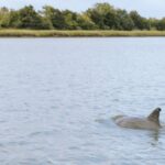 Private Charleston Dolphin Tour - Starting Point and Booking Convenience in Charleston