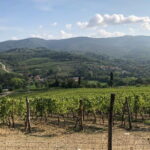 Private Chianti Wine Tasting from Florence, Half Day Experience - Visiting the Historic Castello di Verrazzano
