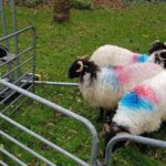 Private Connemara Day Tour - Visiting Aughnanure Castle: Irish Tower House in Scenic Surroundings