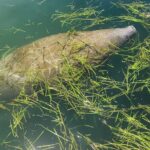 Private Crystal River Wildlife Boat Tour - How the Tour Sparks Wildlife Encounters