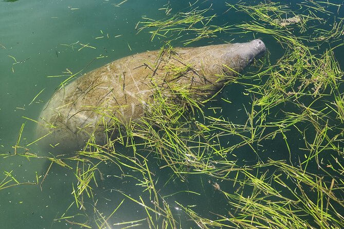 Private Crystal River Wildlife Boat Tour - How the Tour Sparks Wildlife Encounters