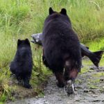 Private Custom Excursion with a Local for up to 14 people - Meet Your Local Guide and Start at the Ketchikan Visitors Bureau