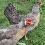 Private Day in the Cotswolds Tour - Visiting Cogges Manor Farm: Downton Abbey’s Yew Tree Farm