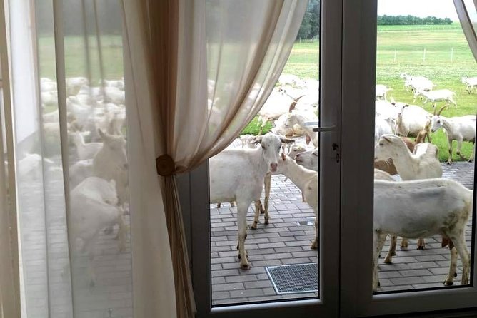 Private day tour from Vilnius to goat Cheese farm and Kernave historical capital - Discovering Kernave: Lithuania’s Archeological Treasure