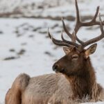 Private Day Tour to Icefield Parkway and Abraham Lake - Visiting Castle Mountain: The Iconic Clifftop Peak