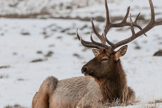 Private Day Tour to Icefield Parkway and Abraham Lake - Visiting Castle Mountain: The Iconic Clifftop Peak