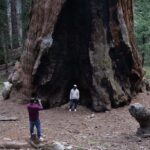 Private Day Tour to Sequoia and Kings Canyon Parks From LA - Starting Point and Transportation Details in Los Angeles