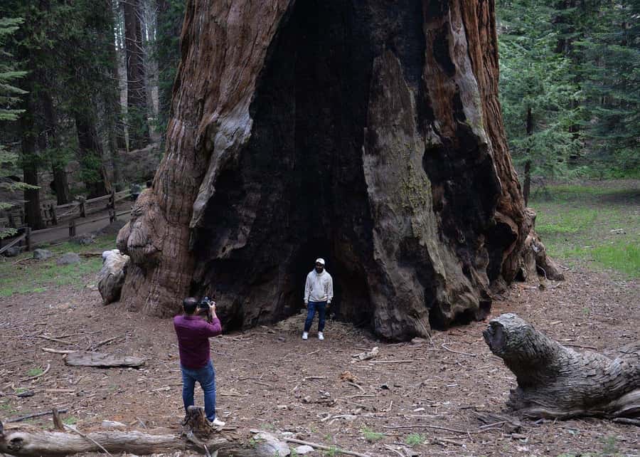 Private Day Tour to Sequoia and Kings Canyon Parks From LA - Starting Point and Transportation Details in Los Angeles
