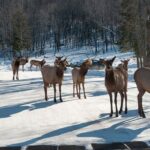 Private day tour to wildlife Parc Omega and Montebello lodge from Montreal - Departure and Pickup in Montreal