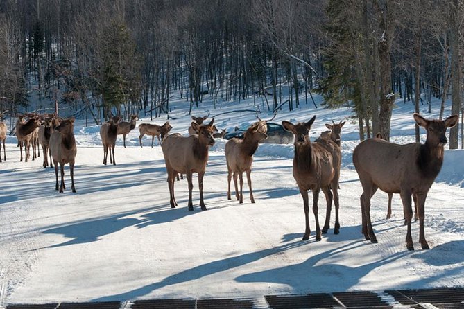Private day tour to wildlife Parc Omega and Montebello lodge from Montreal - Departure and Pickup in Montreal