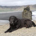 Private Day Trip To The Icelandic South Coast from Reykjavik - Exploring Iceland’s Iconic Waterfalls: Seljalandsfoss and Skogafoss