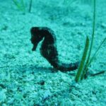 Private Discovery Dive + Photos & Videos - Customized Private Dive Experience in Protaras