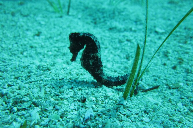 Private Discovery Dive + Photos & Videos - Customized Private Dive Experience in Protaras