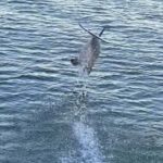 Private Dolphin Sightseeing Tour for up to 6, Pensacola Bch - Duration and Timing of the Dolphin Cruise