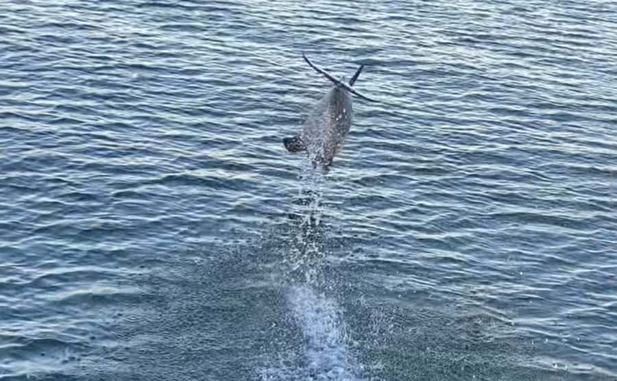 Private Dolphin Sightseeing Tour for up to 6, Pensacola Bch - Duration and Timing of the Dolphin Cruise
