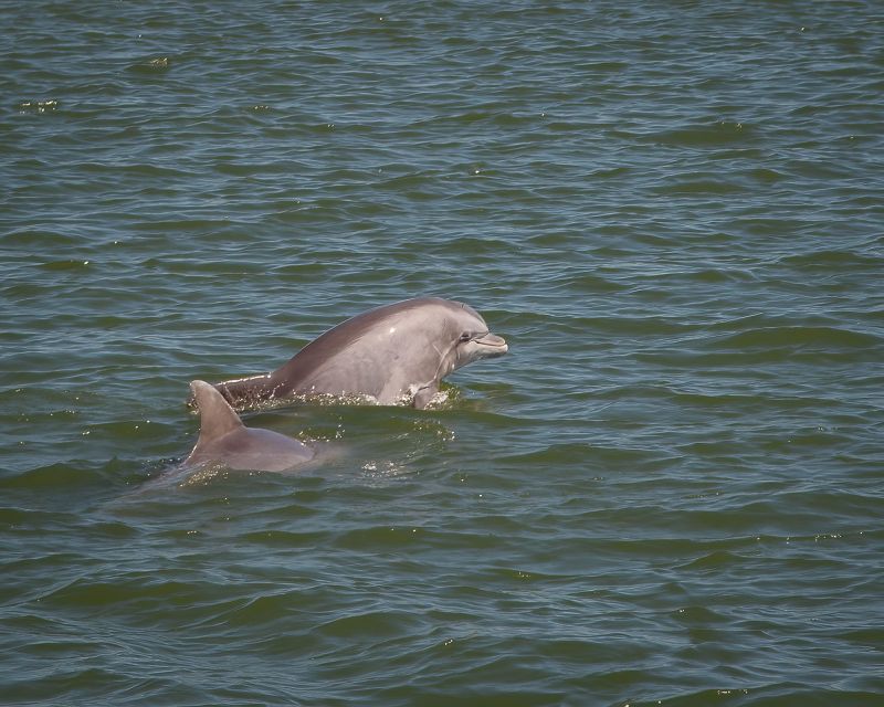 Private dolphin tours in the amazing Savannah Marsh - Starting Point at Isle of Hope Marina