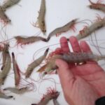 Private Dolphin Watch, Lighthouse and Ecological Boat Tours - The Departure Point and Booking Details in Folly Beach