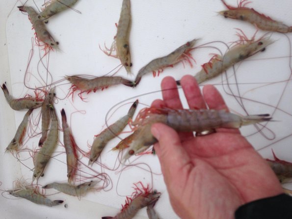 Private Dolphin Watch, Lighthouse and Ecological Boat Tours - The Departure Point and Booking Details in Folly Beach