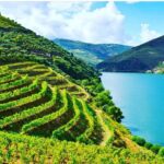 Private Douro Valley Food and Wine Tour From Porto - Olive Oil Museum and Regional Tastings at Casal de Loivos