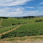 Private driver Florence Wine Tour countryside of Tuscany 7 hours - Immersive Experience at Castello di Gabbiano Winery