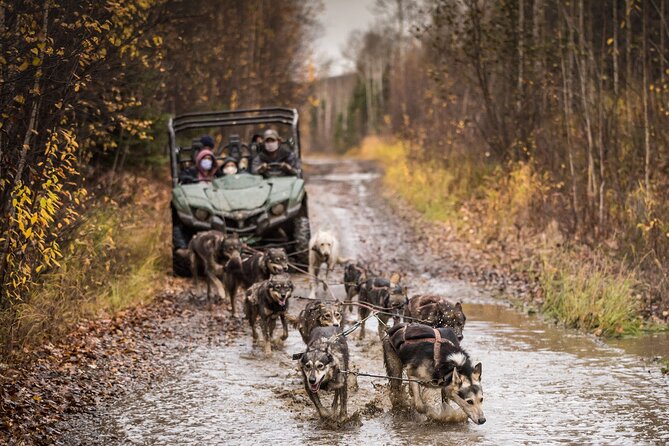 Private Fall Foliage Mushing Cart Ride in Fairbanks - The Unique Experience of Mushing on UTVs in Fairbanks
