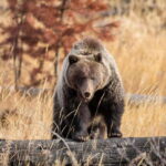 Private: Famous MOVIES + MOUNTAINS Photo Safari Drive - 4hrs - Starting Point: Meeting at Cave and Basin Parking Lot