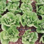 Private Farm Workshop in Napa Valley - The Focus on No-Till Regenerative Farming Practices