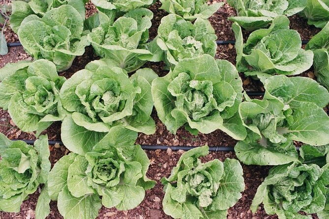 Private Farm Workshop in Napa Valley - The Focus on No-Till Regenerative Farming Practices