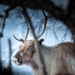 Private fjord tour with premium 4×4 vehicle - Starting the Arctic Adventure in Tromso’s Scenic Settings