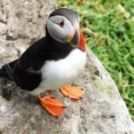 Private Full Day Tour From Killarney - Ring of Kerry/Skellig - Drive Along the Famous Ring of Kerry at Your Own Pace