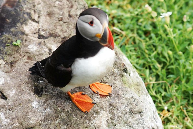 Private Full Day Tour From Killarney - Ring of Kerry/Skellig - Drive Along the Famous Ring of Kerry at Your Own Pace