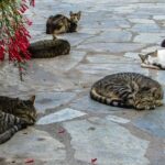 Private Full-Day Tour to Cyprus Monasteries - The Charm of Platres Village: A Mountainous Amphitheatre