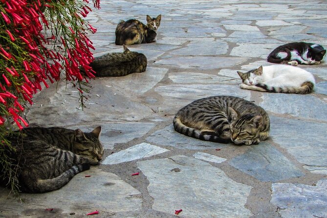 Private Full-Day Tour to Cyprus Monasteries - The Charm of Platres Village: A Mountainous Amphitheatre