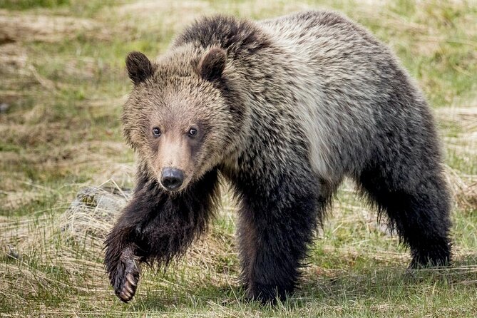 Private Full-Day Yellowstone National Park Tour - Exploring the Grand Canyon of Yellowstone