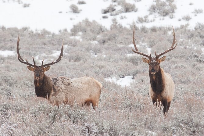 Private Grand Teton Winter Wildlife Tour - Encounter at the National Elk Refuge