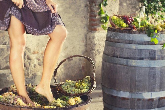 Private Grape stomping in Chianti from Siena - Grape Stomping at Borgo di Vagliagli