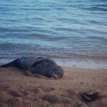 Private Group Snorkel Adventure on Tropical Reef with Sea Turtles - Reaching the Reefs: Shore Access Simplifies the Experience