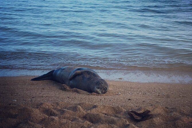 Private Group Snorkel Adventure on Tropical Reef with Sea Turtles - Reaching the Reefs: Shore Access Simplifies the Experience