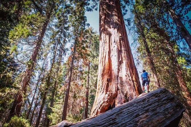 Private Guided Hiking Tour - Sequoia National Park - Visiting the Largest Tree in the World at General Sherman