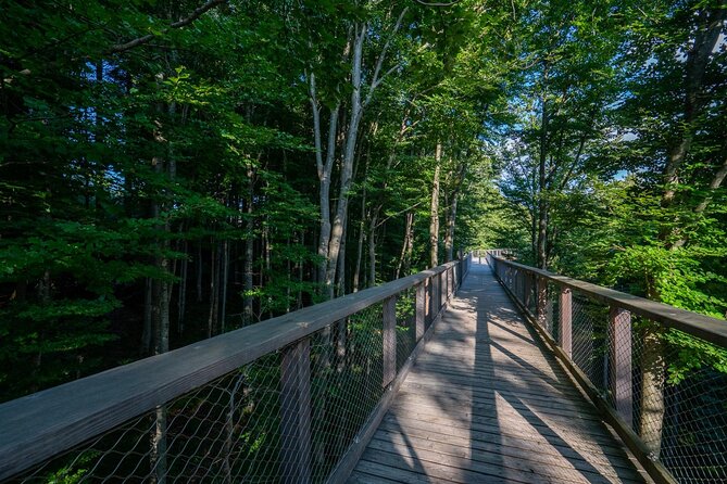 Private Guided Tour from Vienna to Hallstatt with Cable Car & Treetop in Gmunden - Reaching New Heights on the Grünbergseilbahn Gmunden