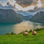 PRIVATE GUIDED TOUR: Norway's Highlights  Viking Special, 11-12 hours  SUMMER - Starting in Bergen, Norway’s Gateway to the Fjords