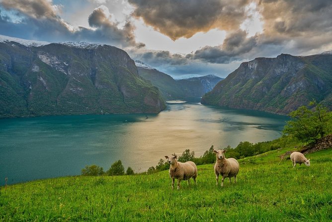 PRIVATE GUIDED TOUR: Norway's Highlights  Viking Special, 11-12 hours  SUMMER - Starting in Bergen, Norway’s Gateway to the Fjords