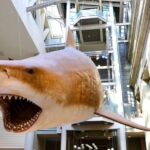 Private Guided Tour of The Natural History Museum - The Private Guided Tour Offers Personal Attention and Expert Insights