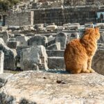 Private Half Day Ephesus Shore Excursion from Kusadasi - The Temple of Artemis: From Ruins to Reflection