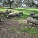 Private Iberian ham tour to the Sierra de Aracena - Journey to the Scenic Sierra de Aracena from Seville